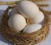 تخم مرغ کیلویی پانصد تومان ارزان شد