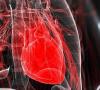 تلاش دانشمندان ایرانی برای ساخت قلب تپنده/ بازسازی قلب موش با استفاده از سلول‌های انسانی