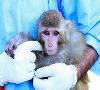 میمون فضانورد ایرانی تا ۱۲۰ کیلومتری زمین سفر کرد