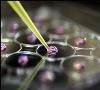 موفقيت محققان ایرانی در تولید فرآورده نانوذرات مقاوم در برابر سرطان