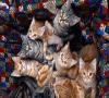 زندگی دو پیرزن با ۷۷ گربه درون خودرو