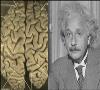 مهمترین تفاوت مغز انیشتین با سایر انسانها کشف شد