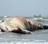 به علت متلاشی شدن اجساد، علت قطعی مرگ نهنگ ها مشخص نیست