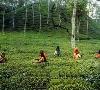 افزایش 10 درصدی نرخ خرید تضمینی برگ سبز چای