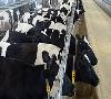 افتتاح بزرگ‌ترین واحد گاو شیری کشور در استان البرز