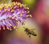 روش جدیدی برای پرورش زنبورهای مقاوم در برابر بیماری