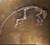 کشف اسکلت میمون 20 میلیون ساله در اوگاندا