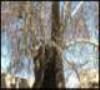 درختان کهنسال با قدمت 40 ساله محمدشهر جوانسازی شدند