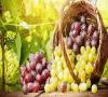 انگور به پیشگیری از سرطان ریه کمک می کند