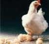 کشتار هزاران قطعه مرغ در ژاپن پس از مشاهده انفلوانزاي پرندگان