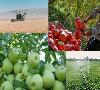 بهبود وضعیت و افزایش تولید محصولات کشاورزی در سال جاری