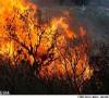 تلاش براي مهار آتش در 30 هکتار از جنگلهاي گيلان