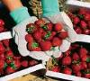 توليد 80 درصد توت فرنگي کشور در کردستان