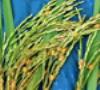 نخستین خوشه دهی برنج کشور امسال در آمل