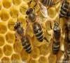25 درصد زنبورهاي عسل در امريکا در دو سال اخير از بين رفته است
