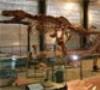 حراج دایناسورها در پاریس