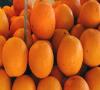 ذخیره سازی ۲۵۰ هزار تن پرتقال در شمال كشور