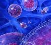 ضرورت تدوین و تصویب سلول های بنیادی خون ساز