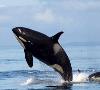 علت مرگ دو نهنگ در آبهای بوشهر هنوز مشخص نیست