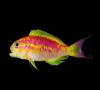 گونه جدید ماهی با رنگ های نئونی کشف شد