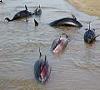 جزر و مد ، علت مرگ دلفین های خور مرکزی