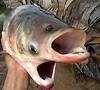 صید یک ماهی عجیب با چهار چشم و دو دهان