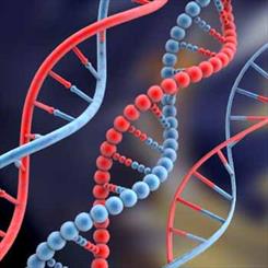یک گروه بین المللی از دانشمندان ژنی را شناسایی کرده اند که بسته به چگونگی تغییرش می تواند سه بیماری مختلف را ایجاد کند.