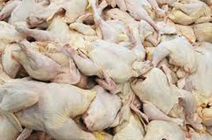 	در حالی که دولت از توزیع مرغ ۵ هزار و ۱۰۰ تومانی و کاهش قیمت خبر داده بود، اما قیمت مرغ در بازار با روند افزایشی به کیلویی ۶ هزار و ۳۰۰ تومان رسیده است.