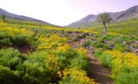 مدیرکل محیط زیست استان تهران از شناسایی هزار گونه گیاهی در استان تهران خبر داد.