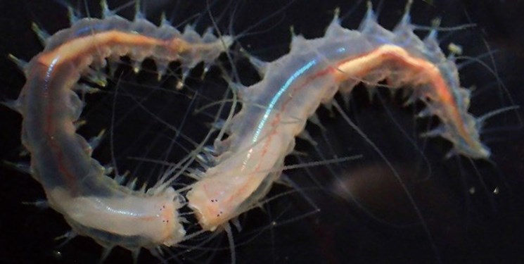 دانشمندان دریافتند نوعی کرم دریایی که در اقیانوس‌ها زندگی می‌کند دارای صدای بسیار بلندی است.