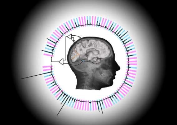 محققان الگوریتمی ابداع کرده اند که با آنالیز سیگنالهای مغزی نشان می دهد فرد دقیقا در حال مشاهده چه چیزی است.