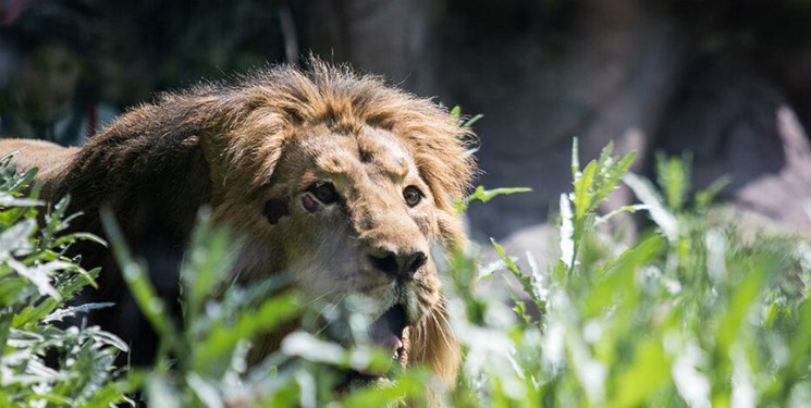 باغ وحش تهران خبر انتقال موفق یک شیر نر ایرانی را از باغ وحش انگلستان در آخرین روز هفته گذشته اعلام کرد اما منتقدان معتقدند که این طرح به غیر از سود مالی برای باغ وحش‌، نتیجه دیگری در بر نخواهد داشت.
