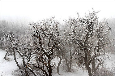 مدیرکل پیش بینی و هشدار سریع سازمان هواشناسی از بارش باران و برف در پایتخت طی دو روز آینده خبر داد و افزود: دمای تهران روز جمعه به زیر صفر می رود.