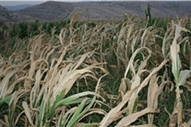 سرما به محصولات کشاورزی و باغی استان فارس 418 میلیارد و 285 میلیون ریال خسارت وارد کرده است.