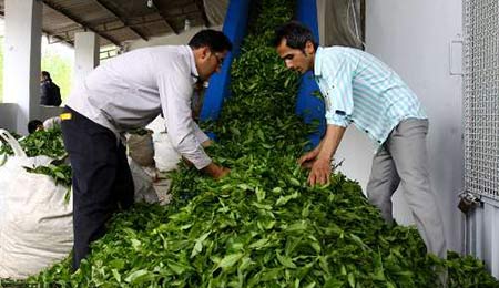 مشکلات صنعت چای کشور با حضور رئیس کمیسیون کشاورزی مجلس و رئیس سازمان چای در برنامه گفتگوی ویژه خبری بررسی شد.