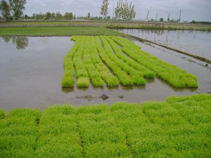 برداشت دوباره برنج به روش پرورش رتون از شالیزارهای مازندران آغاز شد. 
