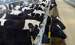 معاون بهبود تولیدات دامی جهاد کشاورزی البرز گفت: در هفته جهاد کشاورزی بزرگ‌ترین واحد گاو شیری کشور در این استان به بهره‌برداری خواهد رسید.
