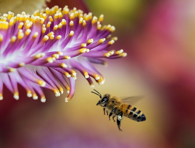 پژوهشگران کانادایی سعی دارند با بررسی ژن زنبورها، روش جدیدی برای پرورش زنبورهای مقاوم در برابر بیماری ارائه دهند.