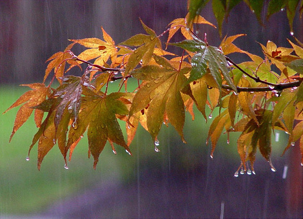 مدیرکل پیش بینی و هشدار سریع سازمان هواشناسی از بارش باران پراکنده در 17 استان طی 24 ساعت آینده خبر داد.