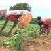 خشکسالی در هند ، بسیاری از کشاورزان را وادار به خودکشی کرده است