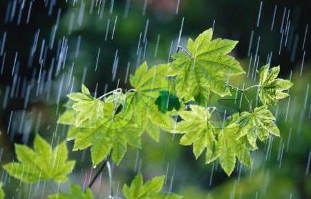 مدیر پیش بینی و هشدار سریع سازمان هواشناسی کشور گفت: بارش‌ها در شمال کشور از روز سه شنبه 15 مهرماه تشدید می‌شود.