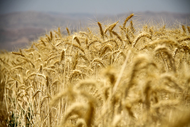 معاون وزیر جهاد کشاورزی در امور زراعت پیش‌بینی کرد: میزان تولید گندم در کشور در سال زراعی جاری بین ۱۲.۵ تا ۱۲.۷ میلیون تن باشد.

