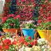 نمایشگاه پائیزه گل و گیاه تهران و همچنین نخستین جشنواره گل های داوودی، با حضور شهردار تهران در بوستان گفتگو آغاز به کار کرد.