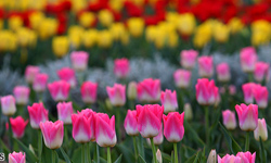 بخشدار آسارا گفت: در جشنواره امسال لاله‌ها، 400 هزار شاخه از انواع گل لاله در رنگ‌هاي مختلف براي بازديدكنندگان به نمايش گذاشته مي‌شود.