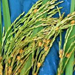 نخستین خوشه برنج کشور امسال در شالیزارهای آمل به بار نشست .
