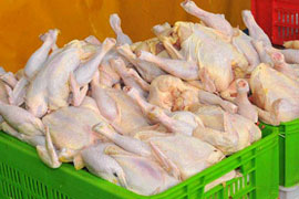 مدیر عامل اتحادیه سراسری مرغداری های سراسر کشور وضع تولید، عرضه و جوجه ریزی مرغ گوشتی را مناسب و متعادل اعلام کرد و گفت: قیمت ها و عرضه گوشت مرغ ثبات پایداری دارد.