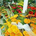 دومین نمایشگاه گل و گیاه و جشنواره گل های بهاری، با حضور بیش از 200 تولیدکننده گل و گیاه کشور، در بوستان گفتگو تهران آغاز به کار کرد.
