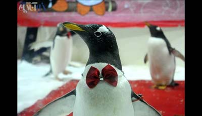 تصاویر: ازدواج پنگوئن‌ها در چین