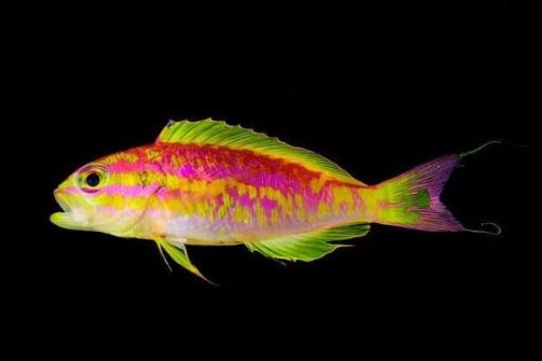 محققان یک ماهی کوچک مرموز با رنگ های نئون زرد و صورتی کشف کرده اند که درعمق ۱۲۰ متری آب در تنگه های صخره ای واقع در نزدیکی برزیل زندگی می کند.