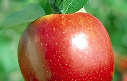 مصرف روزانه یک عدد سیب می‌تواند عوارض ناشی از آلودگی هوا را کاهش داده و میوه‌هایی مانند پرتقال و توت فرنگی نیز سرشار از پکتین بوده و برای کاهش عوارض آلودگی هوا مفید هستند.